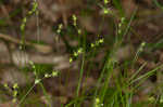 Reflexed sedge